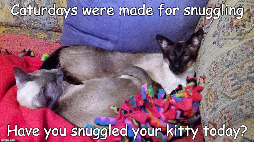 Caturdays were made for snuggling; Have you snuggled your kitty today? | made w/ Imgflip meme maker