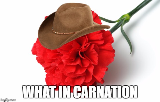 WHAT IN CARNATION | image tagged in what in tarnation,carnation,meme,cowboy hat,memes | made w/ Imgflip meme maker