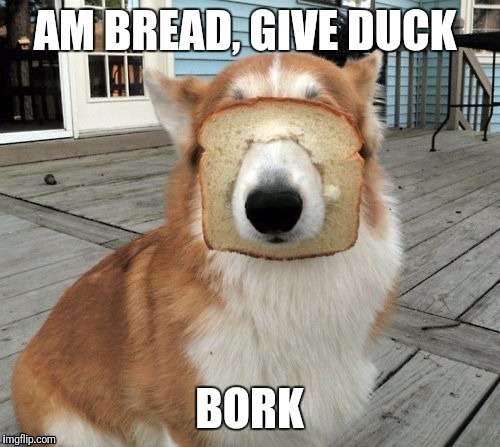 AM BREAD, GIVE DUCK; BORK | image tagged in bread,bork,duck | made w/ Imgflip meme maker