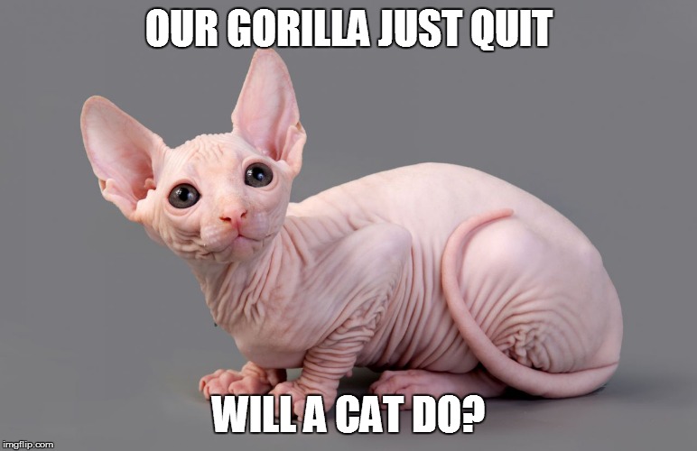 OUR GORILLA JUST QUIT WILL A CAT DO? | made w/ Imgflip meme maker