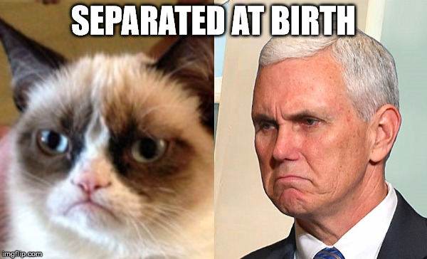 Two Grumpy Cats | SEPARATED AT BIRTH | image tagged in mike pence,grumpy cat,gop | made w/ Imgflip meme maker