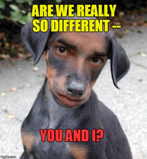 strange dude | ARE WE REALLY  SO DIFFERENT --; YOU AND I? | image tagged in dog | made w/ Imgflip meme maker