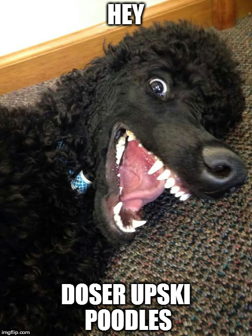 Doser up skipoodles | HEY; DOSER UPSKI POODLES | image tagged in doser | made w/ Imgflip meme maker