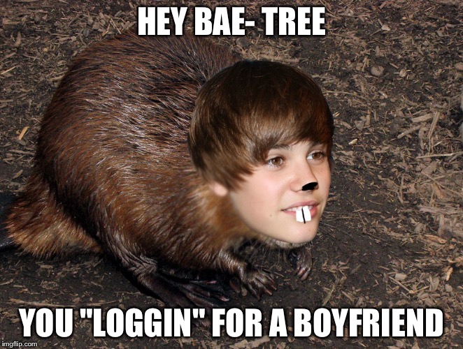 bea tree | HEY BAE- TREE; YOU "LOGGIN" FOR A BOYFRIEND | image tagged in justine beaver,funny,joe | made w/ Imgflip meme maker