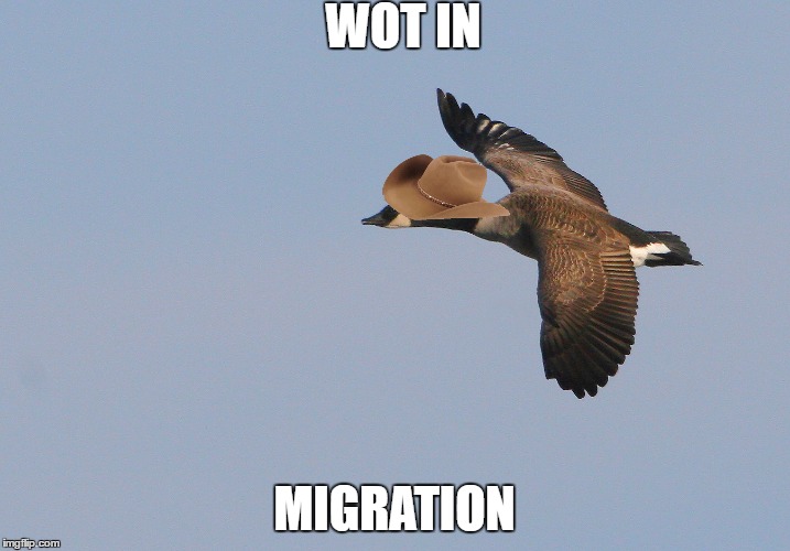 wot in migration | WOT IN; MIGRATION | image tagged in memes,wot | made w/ Imgflip meme maker