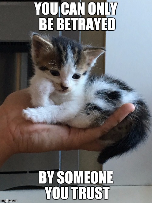 cynical-kitten | YOU CAN ONLY BE BETRAYED; BY SOMEONE YOU TRUST | image tagged in cynical-kitten | made w/ Imgflip meme maker