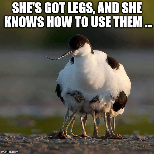 zz top bird | SHE'S GOT LEGS, AND SHE KNOWS HOW TO USE THEM ... | image tagged in zz top,bird,sexy legs | made w/ Imgflip meme maker