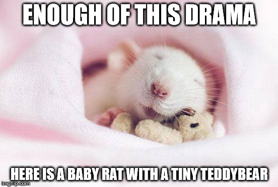 babyrat has had enough of your heck | ENOUGH OF THIS DRAMA; HERE IS A BABY RAT WITH A TINY TEDDYBEAR | image tagged in cute,so much drama,comments,rat,sweet | made w/ Imgflip meme maker