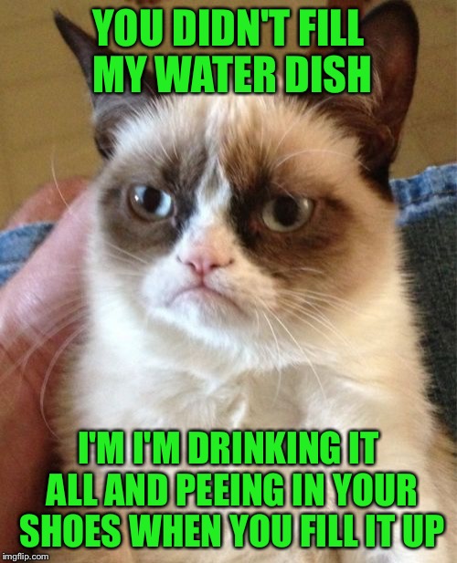 Grumpy Cat Meme | YOU DIDN'T FILL MY WATER DISH; I'M
I'M
DRINKING IT ALL AND PEEING IN YOUR SHOES WHEN YOU FILL IT UP | image tagged in memes,grumpy cat | made w/ Imgflip meme maker