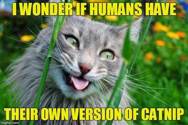 Little do they know... | I WONDER IF HUMANS HAVE; THEIR OWN VERSION OF CATNIP | image tagged in memes,cats | made w/ Imgflip meme maker