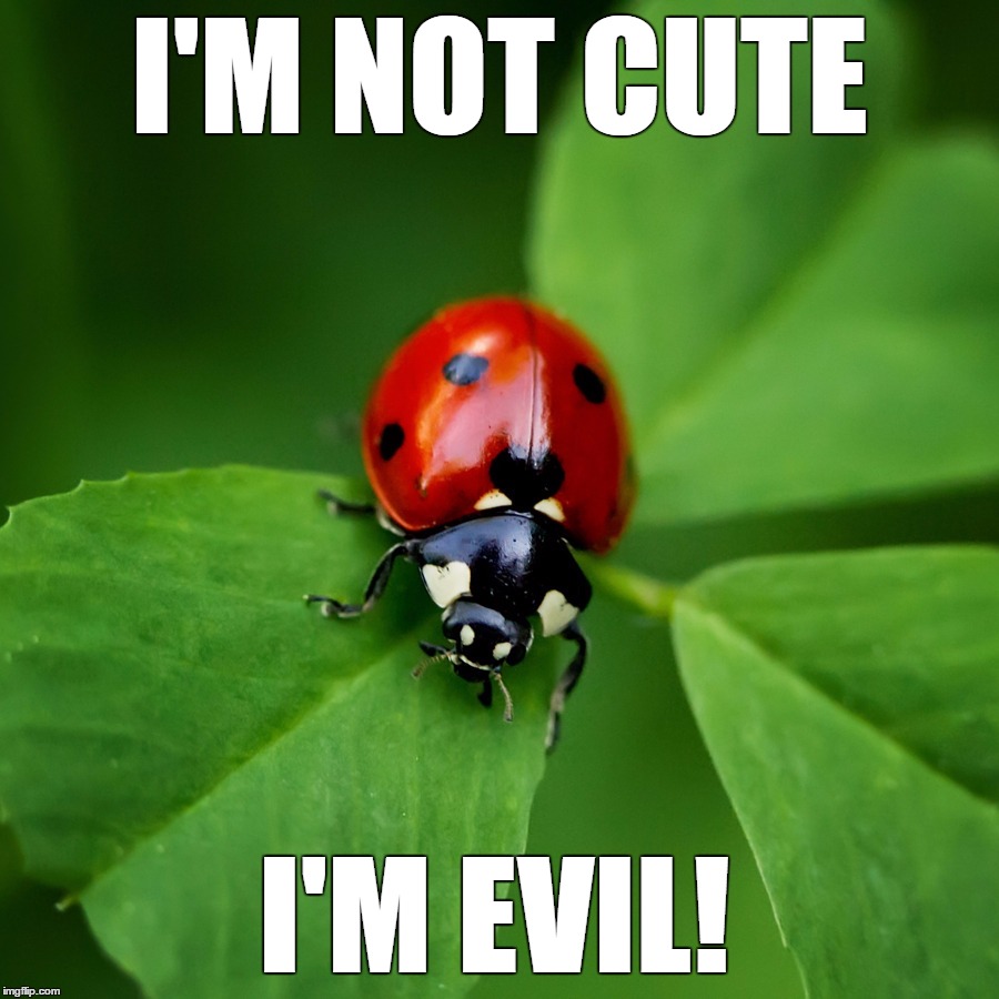 Ladybug | I'M NOT CUTE; I'M EVIL! | image tagged in ladybug | made w/ Imgflip meme maker