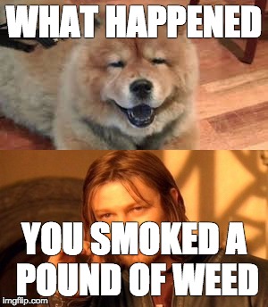 WHAT HAPPENED; YOU SMOKED A POUND OF WEED | image tagged in smoke weed everyday | made w/ Imgflip meme maker