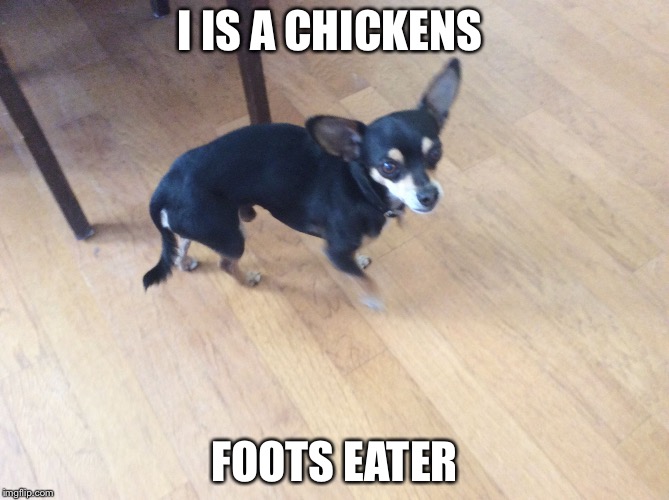 I IS A CHICKENS; FOOTS EATER | image tagged in chilli the chihuahua | made w/ Imgflip meme maker