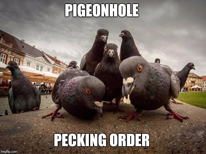 When a meme becomes an album cover.  | PIGEONHOLE; PECKING ORDER | image tagged in pie charts,popular,the most interesting man in the world,bad luck brian | made w/ Imgflip meme maker