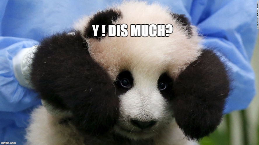 Cute Panda | Y ! DIS MUCH? | image tagged in cute panda | made w/ Imgflip meme maker