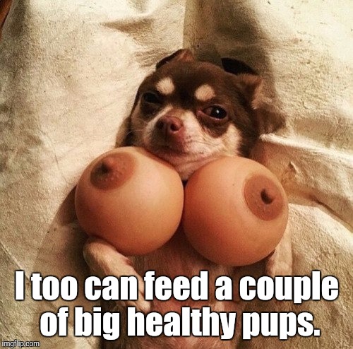 Boobs | I too can feed a couple of big healthy pups. | image tagged in boobs | made w/ Imgflip meme maker