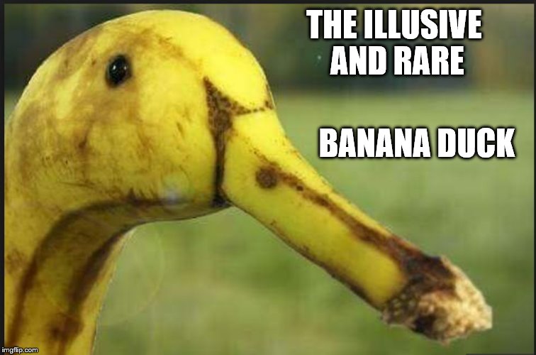 produce | THE ILLUSIVE AND RARE; BANANA DUCK | image tagged in produce,banana,wildlife comedy,fruit,ducks,duck face | made w/ Imgflip meme maker