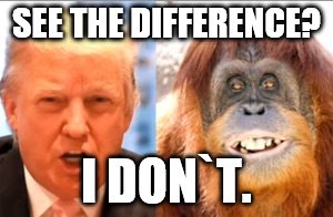 Donald trump is an orangutan | SEE THE DIFFERENCE? I DON`T. | image tagged in donald trump is an orangutan | made w/ Imgflip meme maker