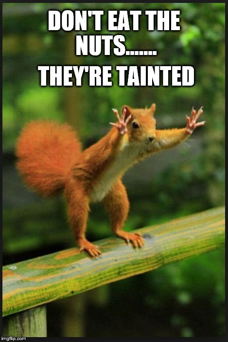 THEY'RE TAINTED; DON'T EAT THE NUTS....... | image tagged in squirrel,drama,funny,funny animals,humor,hoarding | made w/ Imgflip meme maker