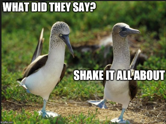 birds | WHAT DID THEY SAY? SHAKE IT ALL ABOUT | image tagged in birds,hokey pokey,dance floor,learning,humor,funny animals | made w/ Imgflip meme maker
