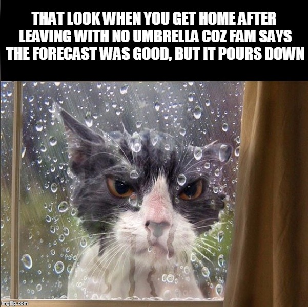 THAT LOOK WHEN YOU GET HOME AFTER LEAVING WITH NO UMBRELLA COZ FAM SAYS THE FORECAST WAS GOOD, BUT IT POURS DOWN | image tagged in rain  fam | made w/ Imgflip meme maker