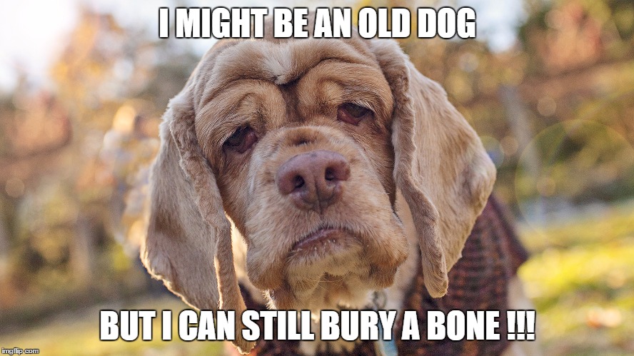 I MIGHT BE AN OLD DOG; BUT I CAN STILL BURY A BONE !!! | image tagged in dog | made w/ Imgflip meme maker