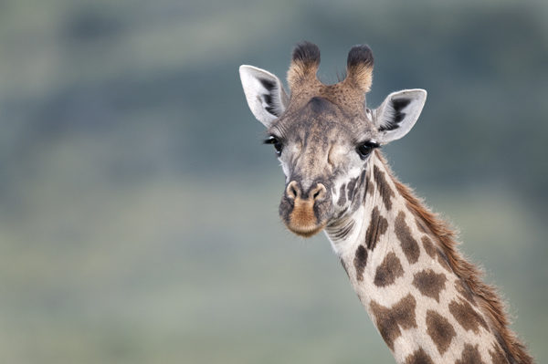 April  Blank Meme Template