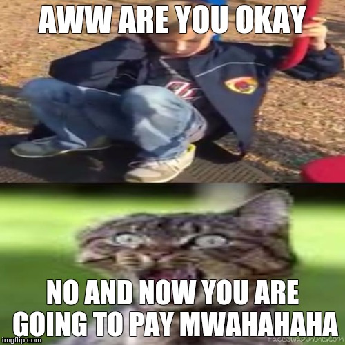 Chase the Evil Cat | AWW ARE YOU OKAY; NO AND NOW YOU ARE GOING TO PAY MWAHAHAHA | image tagged in cats,funny,cute | made w/ Imgflip meme maker