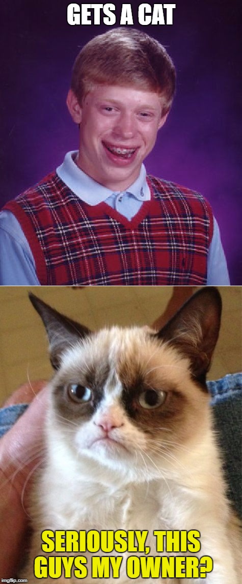 Brian meets Grumpy Cat! | GETS A CAT; SERIOUSLY, THIS GUYS MY OWNER? | image tagged in grumpy cat,bad luck brian | made w/ Imgflip meme maker