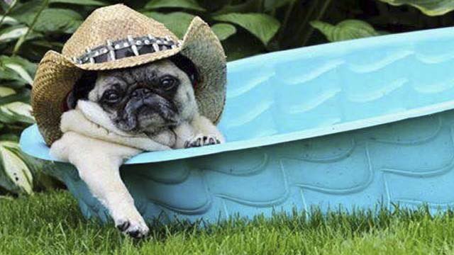 High Quality pug what in tarnation Blank Meme Template