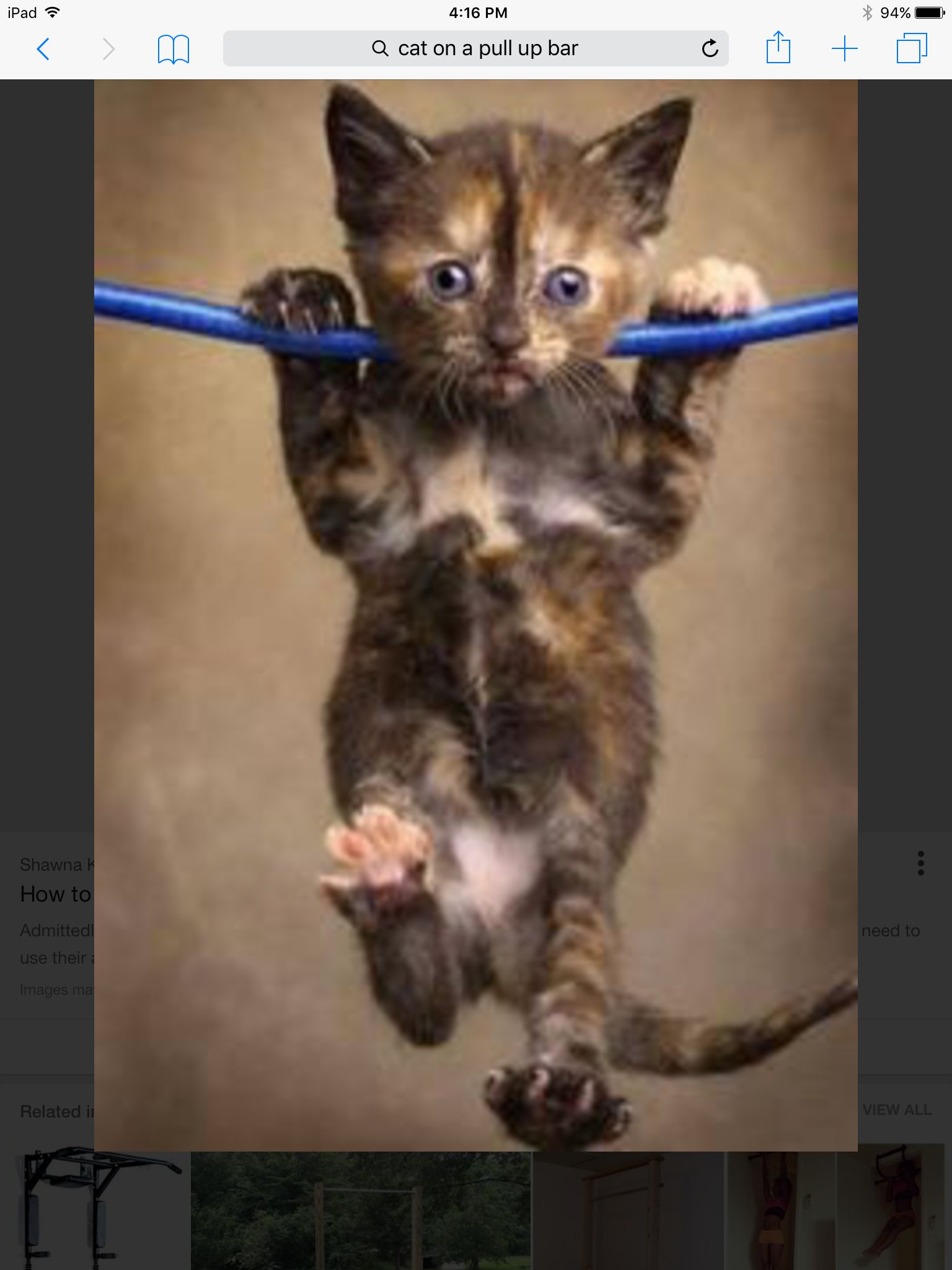 High Quality Cats  Blank Meme Template