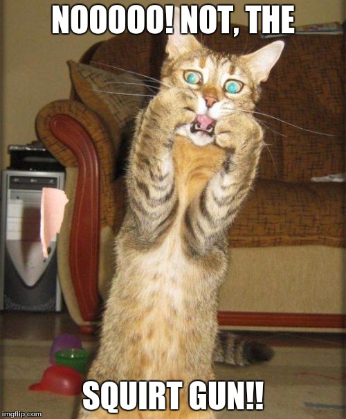 Scaredy Cat | NOOOOO! NOT, THE; SQUIRT GUN!! | image tagged in scaredy cat | made w/ Imgflip meme maker