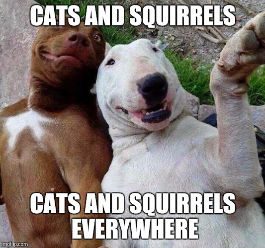 K9 Buzz and k9 woody | CATS AND SQUIRRELS; CATS AND SQUIRRELS EVERYWHERE | image tagged in selfie dogs | made w/ Imgflip meme maker