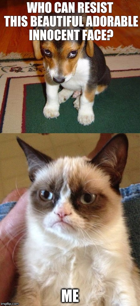 Grumpy  cat | WHO CAN RESIST THIS BEAUTIFUL ADORABLE INNOCENT FACE? ME | image tagged in sad puppy | made w/ Imgflip meme maker