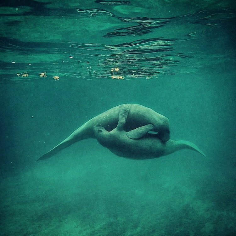 Manatee sex Blank Meme Template