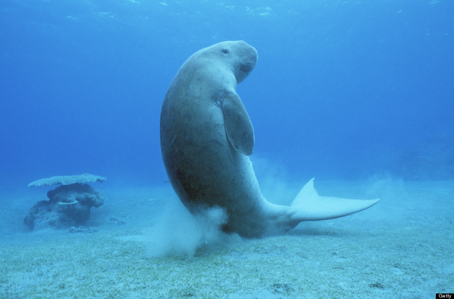 High Quality Manatee chair Blank Meme Template