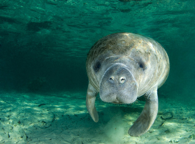 Manatee no friends Blank Meme Template