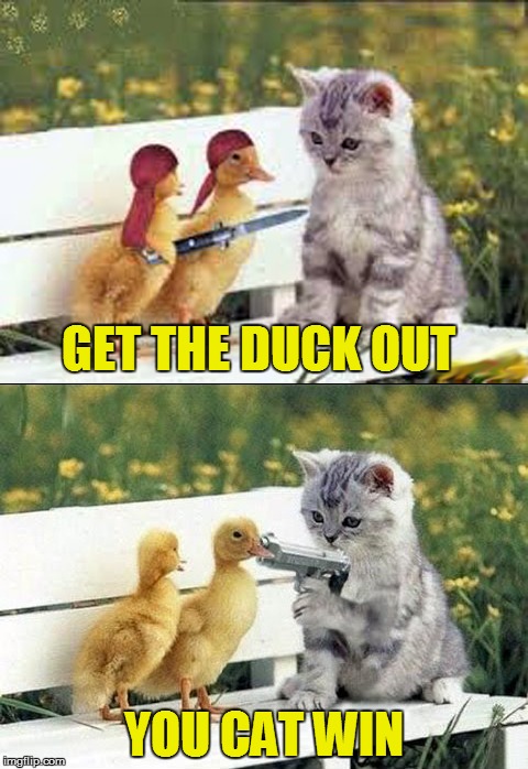 Ghetto Pets - The Movie | GET THE DUCK OUT; YOU CAT WIN | image tagged in memes,cats,ducks | made w/ Imgflip meme maker