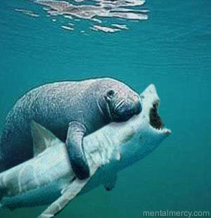 Manatee hug Blank Meme Template