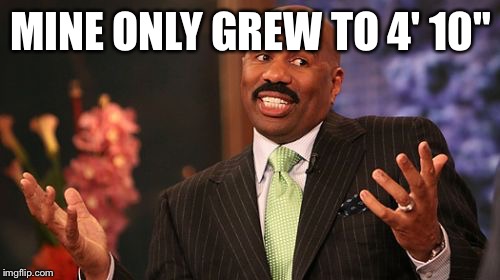 Steve Harvey Meme | MINE ONLY GREW TO 4' 10" | image tagged in memes,steve harvey | made w/ Imgflip meme maker