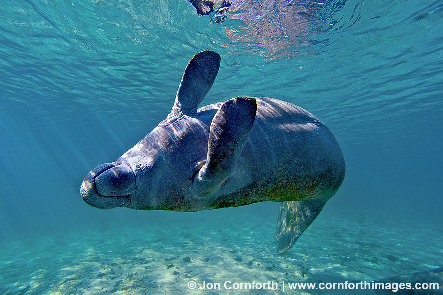 High Quality Manatee stoned Blank Meme Template