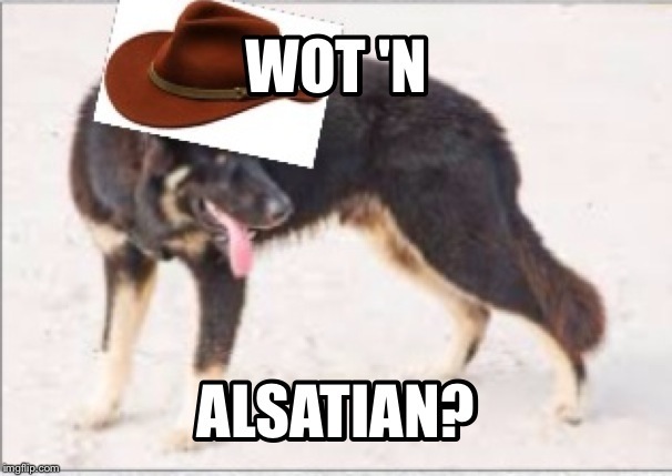 Couldn't resist. | image tagged in what in tarnation | made w/ Imgflip meme maker