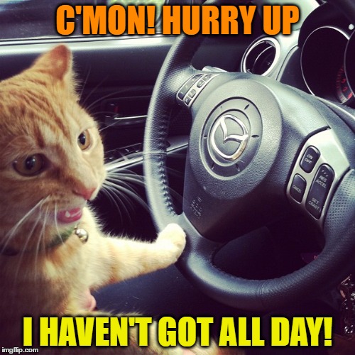 Uber the Cat | C'MON! HURRY UP; I HAVEN'T GOT ALL DAY! | image tagged in funny meme,wmp,uber,cat,driving cat | made w/ Imgflip meme maker