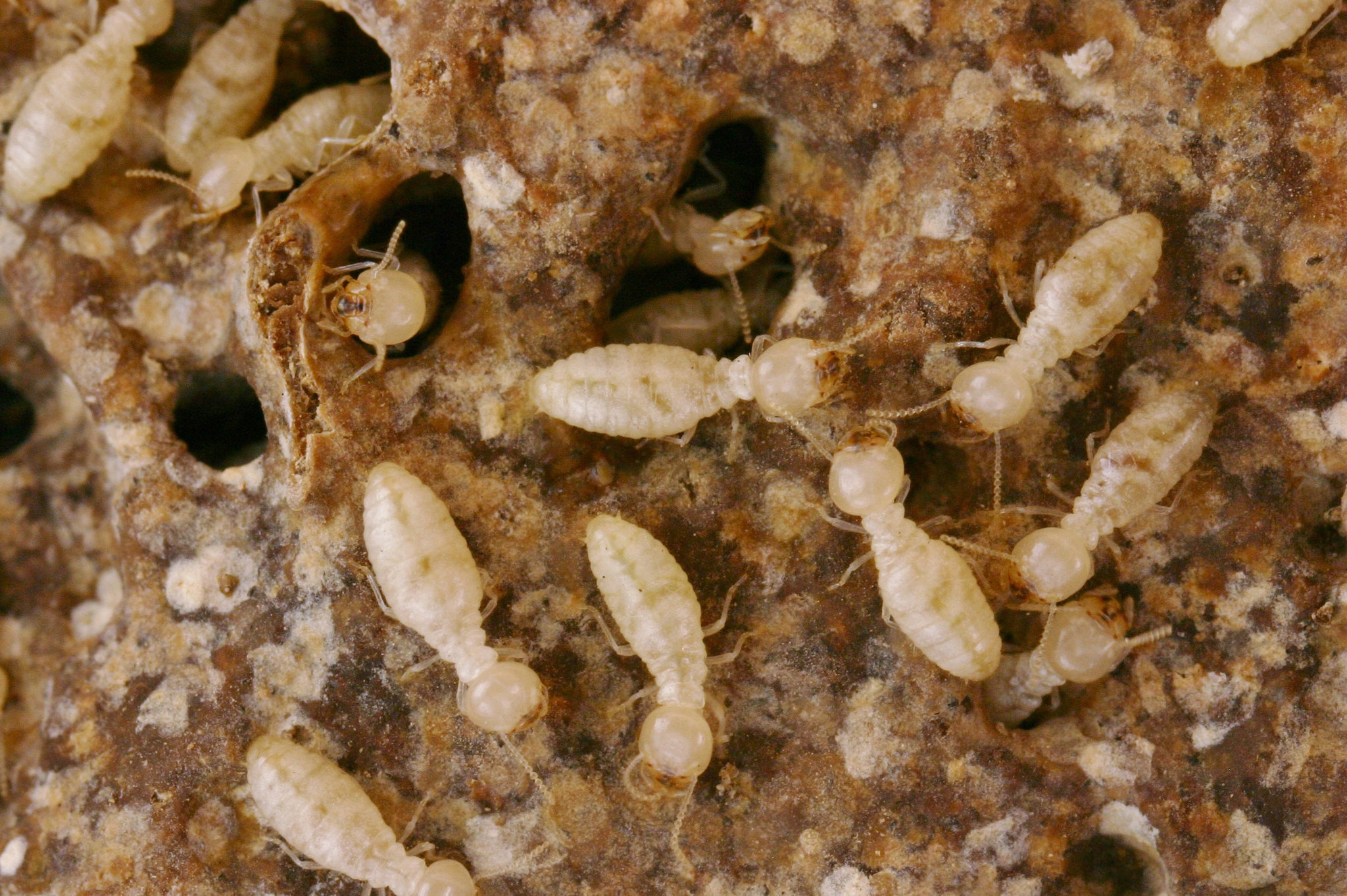 Nano-Termites Blank Meme Template