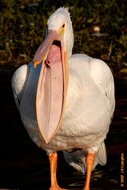 Spoopy pelican Blank Meme Template