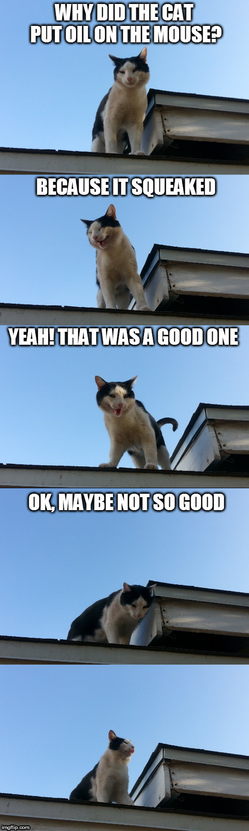 I think he's heard it before | image tagged in cute,cats,funny cats,cute cat | made w/ Imgflip meme maker