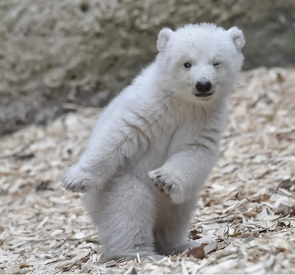 Winking Polar Bear Blank Meme Template