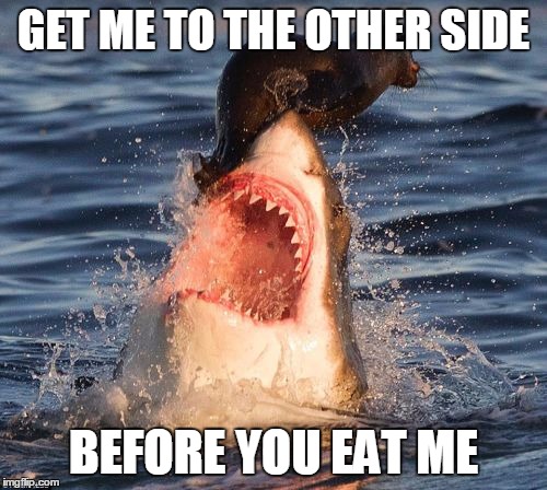 Travelonshark Meme | GET ME TO THE OTHER SIDE; BEFORE YOU EAT ME | image tagged in memes,travelonshark | made w/ Imgflip meme maker