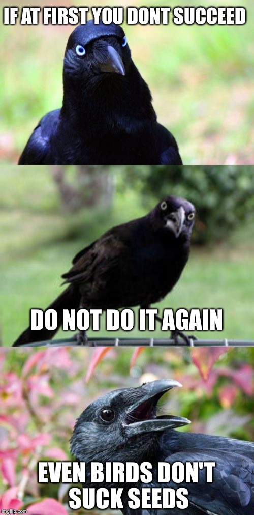 bad pun crow | IF AT FIRST YOU DONT SUCCEED; DO NOT DO IT AGAIN; EVEN BIRDS DON'T SUCK SEEDS | image tagged in bad pun crow,memes | made w/ Imgflip meme maker