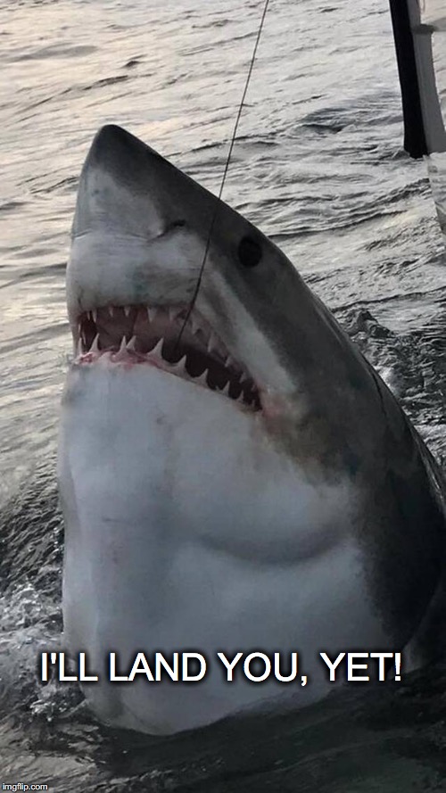 It's not the size of the boat... | I'LL LAND YOU, YET! | image tagged in janey mack meme,flirty meme,funny,jaws,i'll land you,great white shark | made w/ Imgflip meme maker